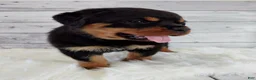 Rottweiler dogs for sale: Rambo  - Ad 6