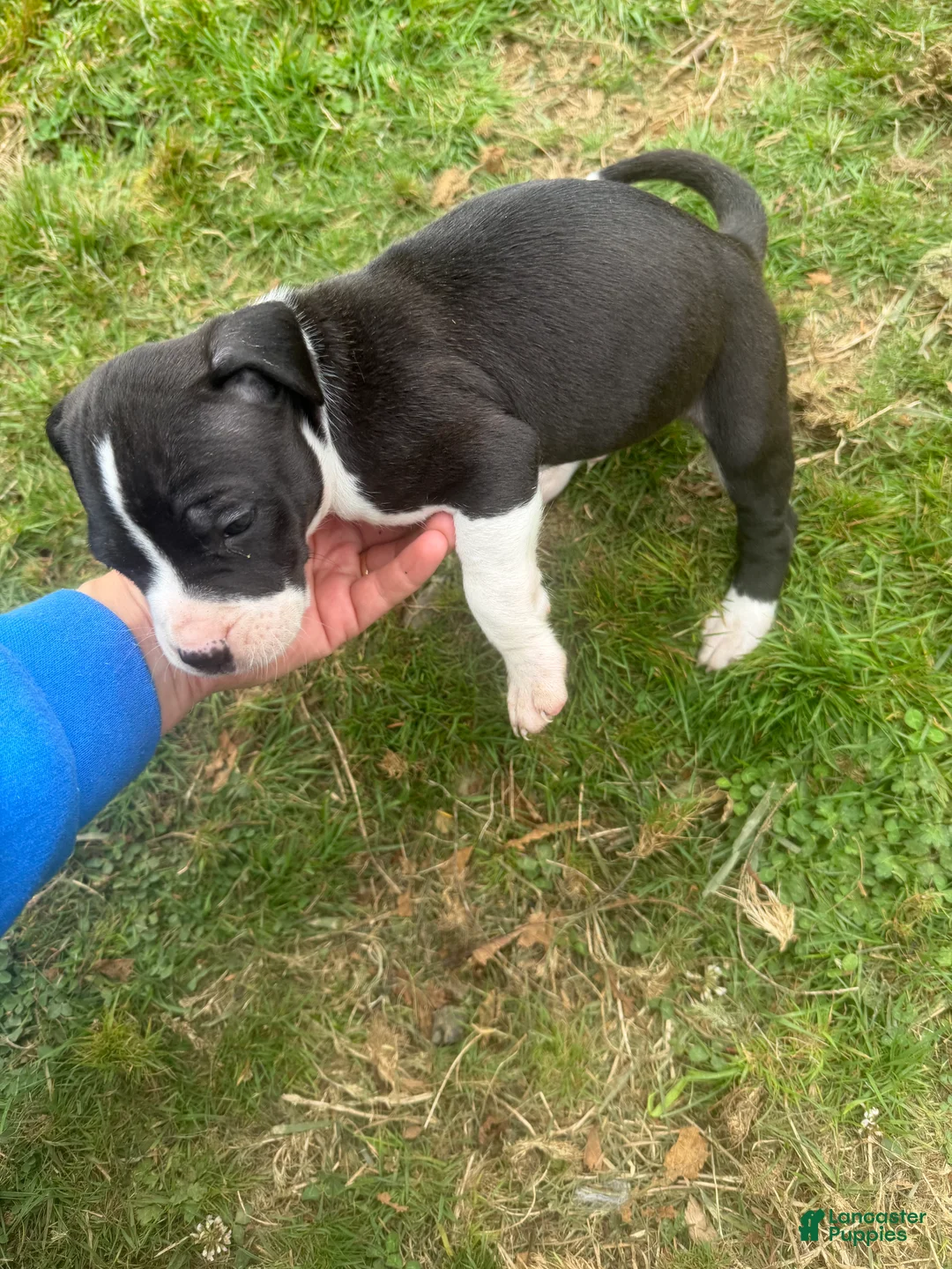 Mixed Breed dogs for sale: Mixed Breed 6 - Ad 2