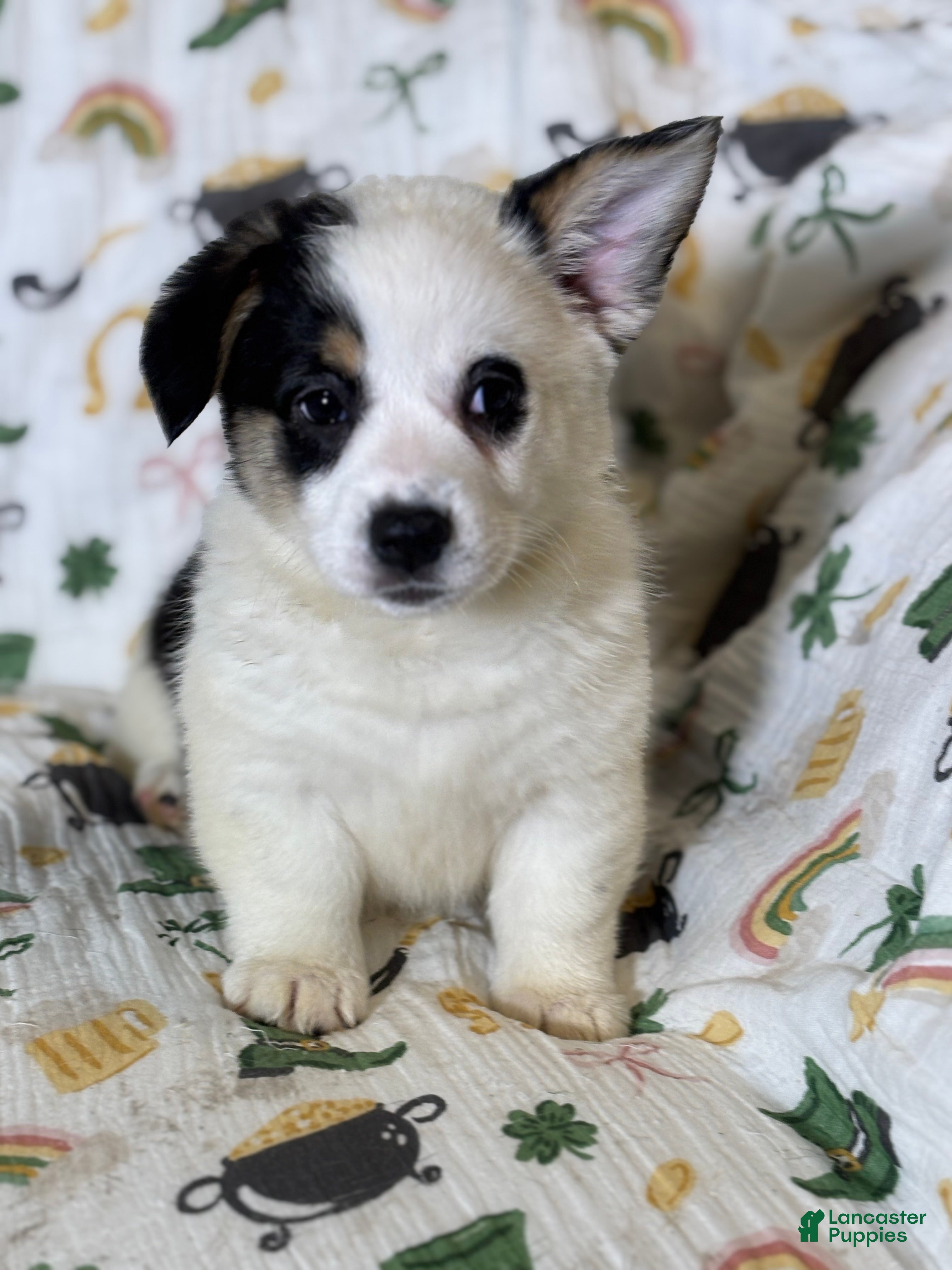 Mixed Breed dogs Stretchy - Ad 6