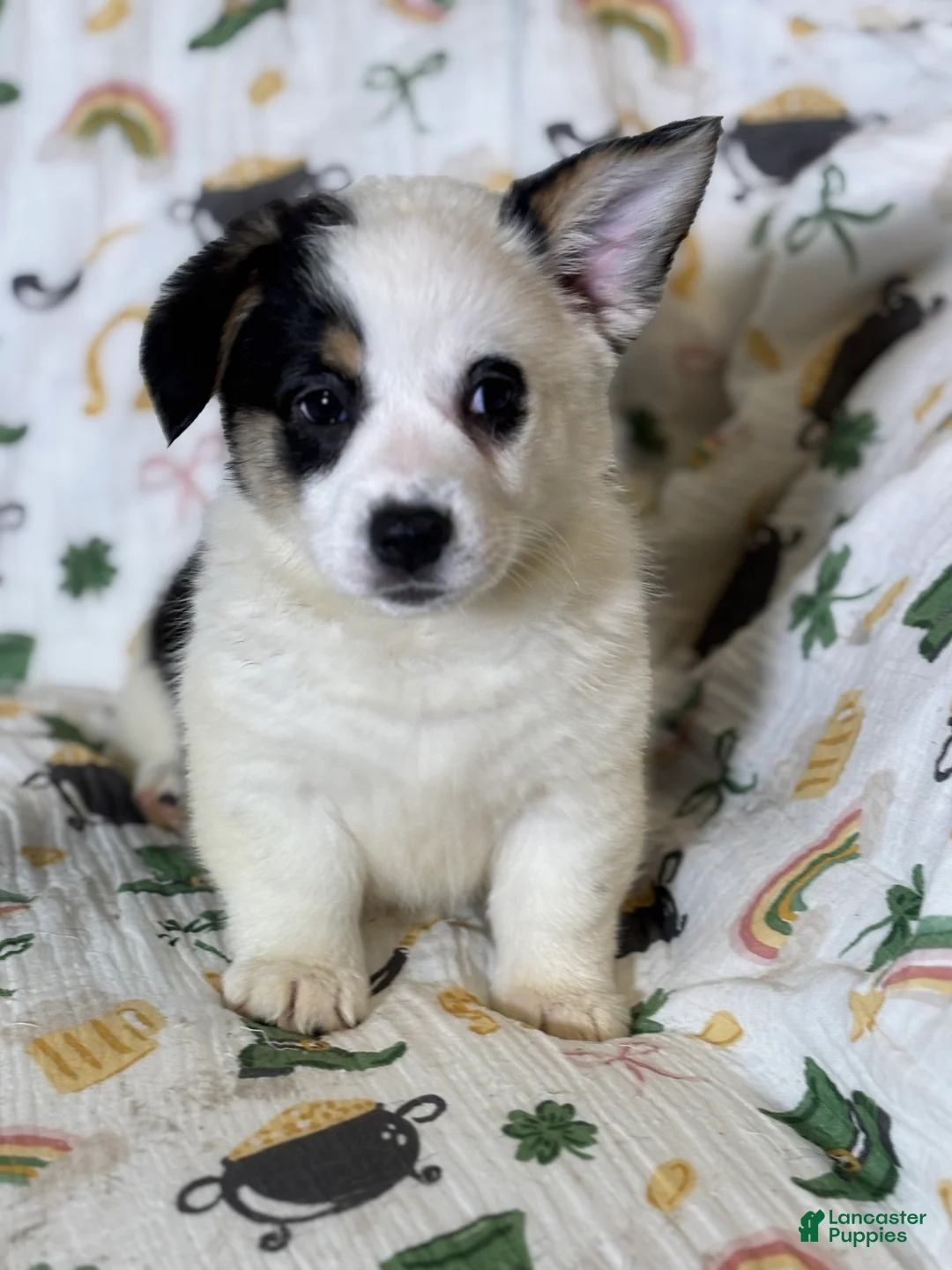 Mixed Breed dogs for sale: Stretchy - Ad 1