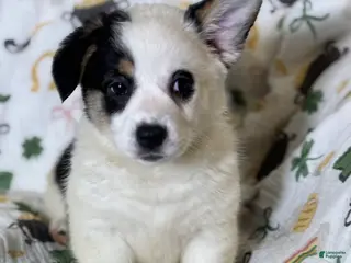 Mixed Breed dogs Stretchy - Ad 6