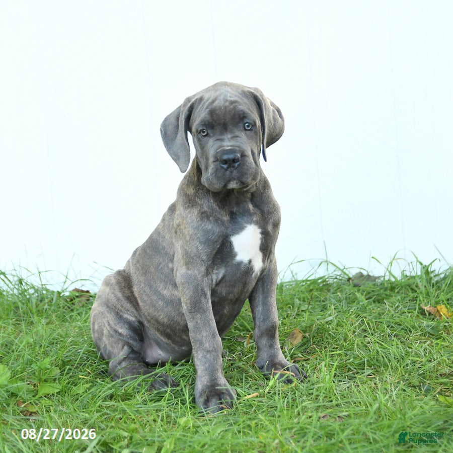 Cane Corso dogs Raven - Ad 1