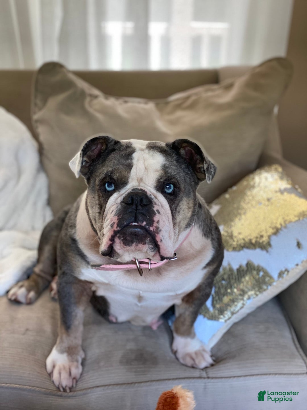 Gallery Image {{count}}