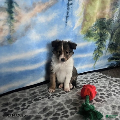Shetland Sheepdog dogs Austin - Ad 2