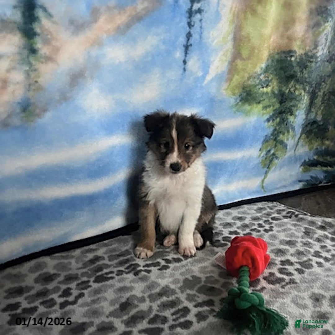 Shetland Sheepdog dogs for sale: Austin - Ad 1