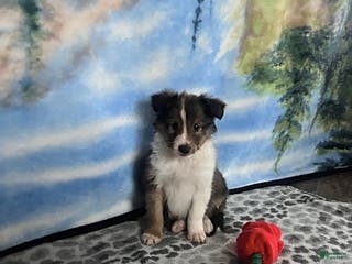 Shetland Sheepdog dogs Austin - Ad 2