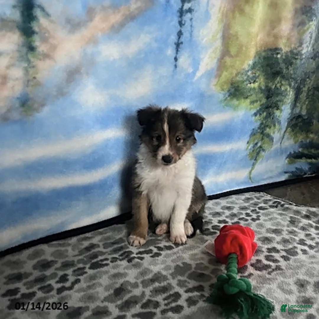 Shetland Sheepdog dogs for sale: Austin - Ad 1