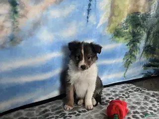 Shetland Sheepdog dogs Austin - Ad 3