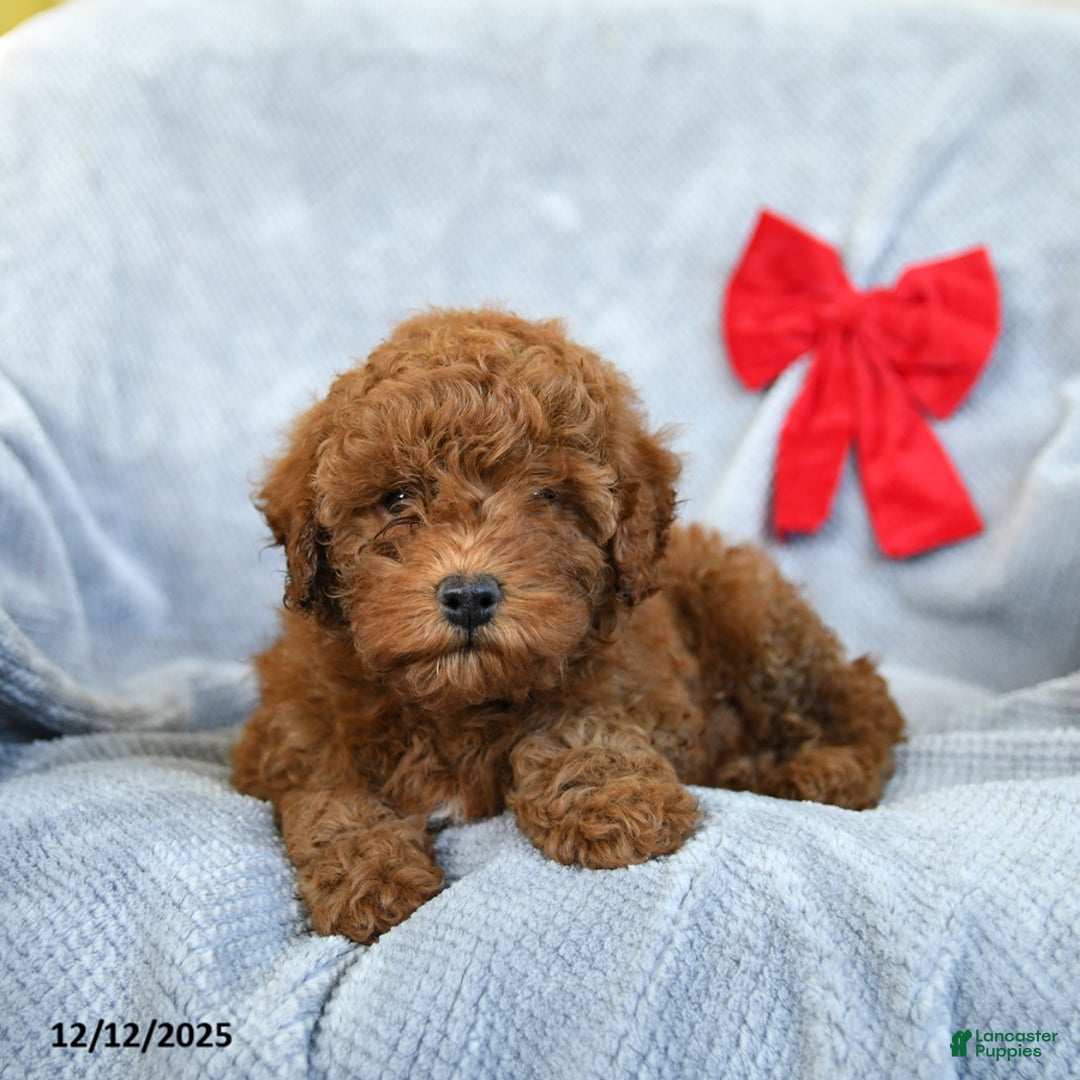 Miniature Poodle dogs for sale: Roman - Ad 2