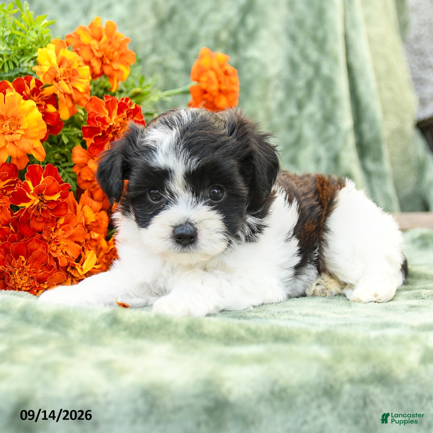 Yochon dogs Chloe - Ad 2