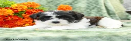 Yochon dogs for sale: Chloe - Ad 2