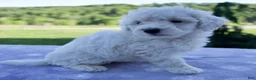 Mini Bernedoodle dogs for sale: Felix - Ad 2