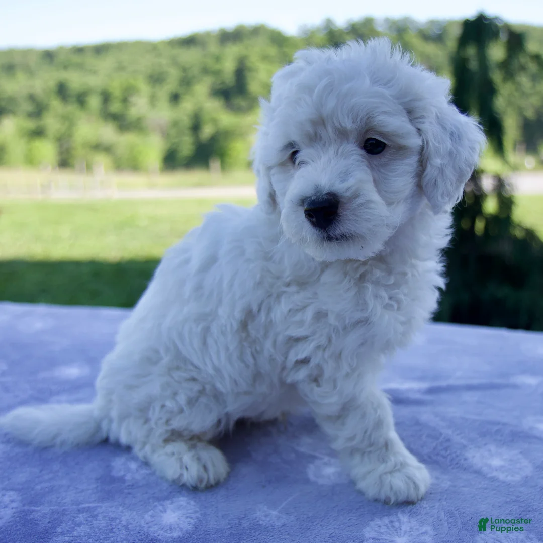 Mini Bernedoodle dogs for sale: Felix - Ad 2