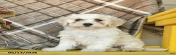 Maltipoo dogs for sale: Sugar  - Ad 1