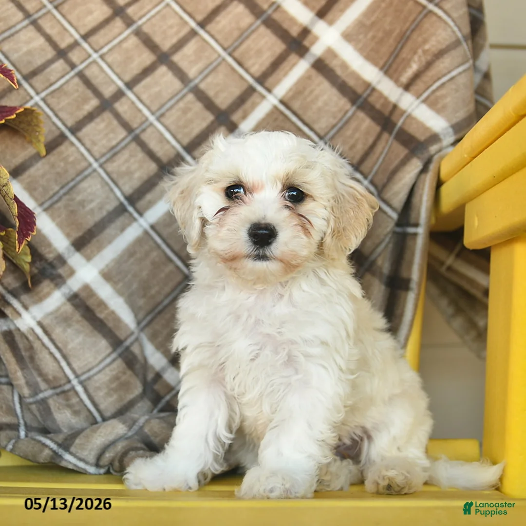 Maltipoo dogs for sale: Sugar  - Ad 1