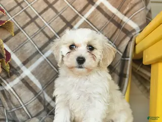 Maltipoo dogs for sale: Sugar - Ad 1
