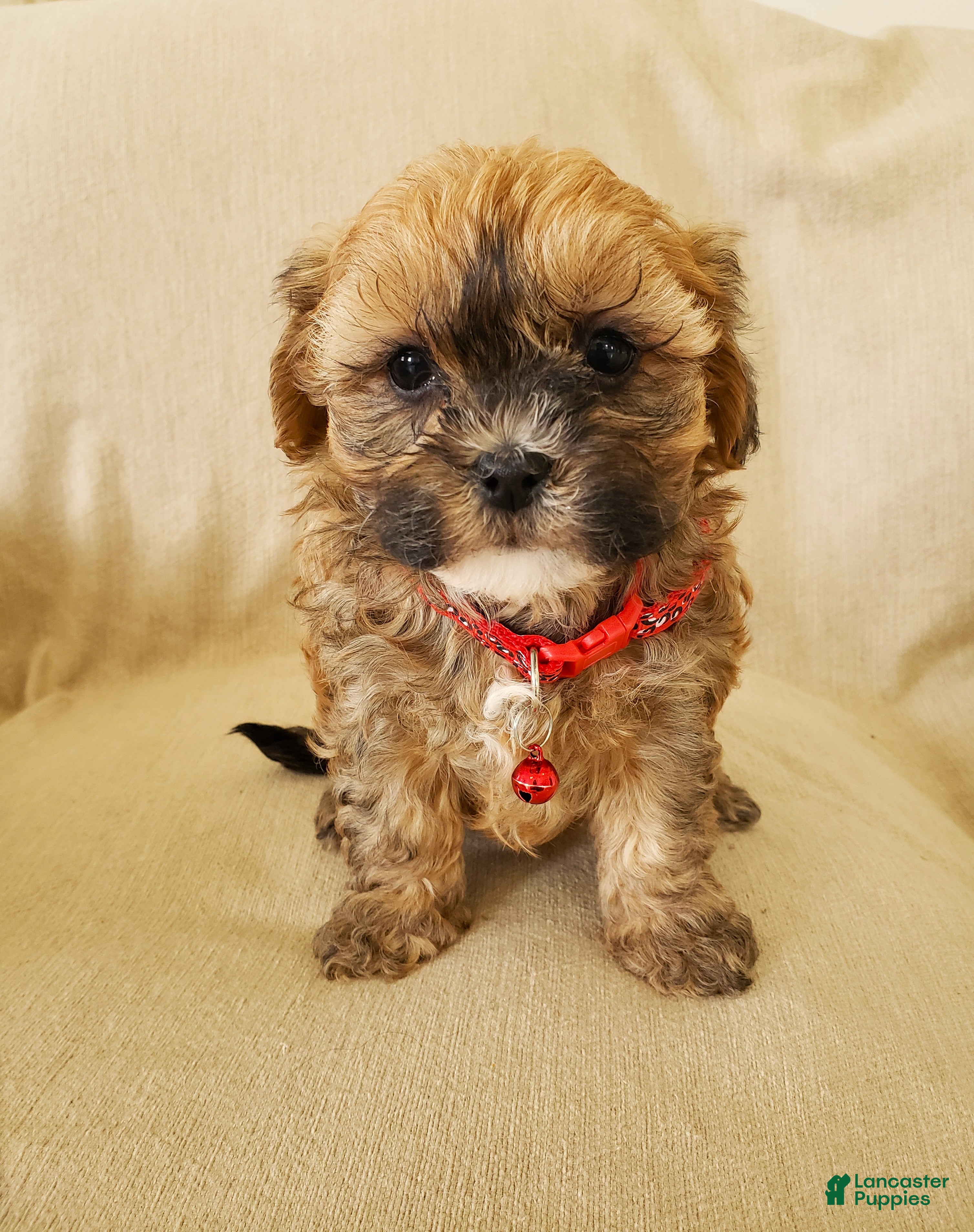 Shihpoo dogs CUPCAKE - Ad 2