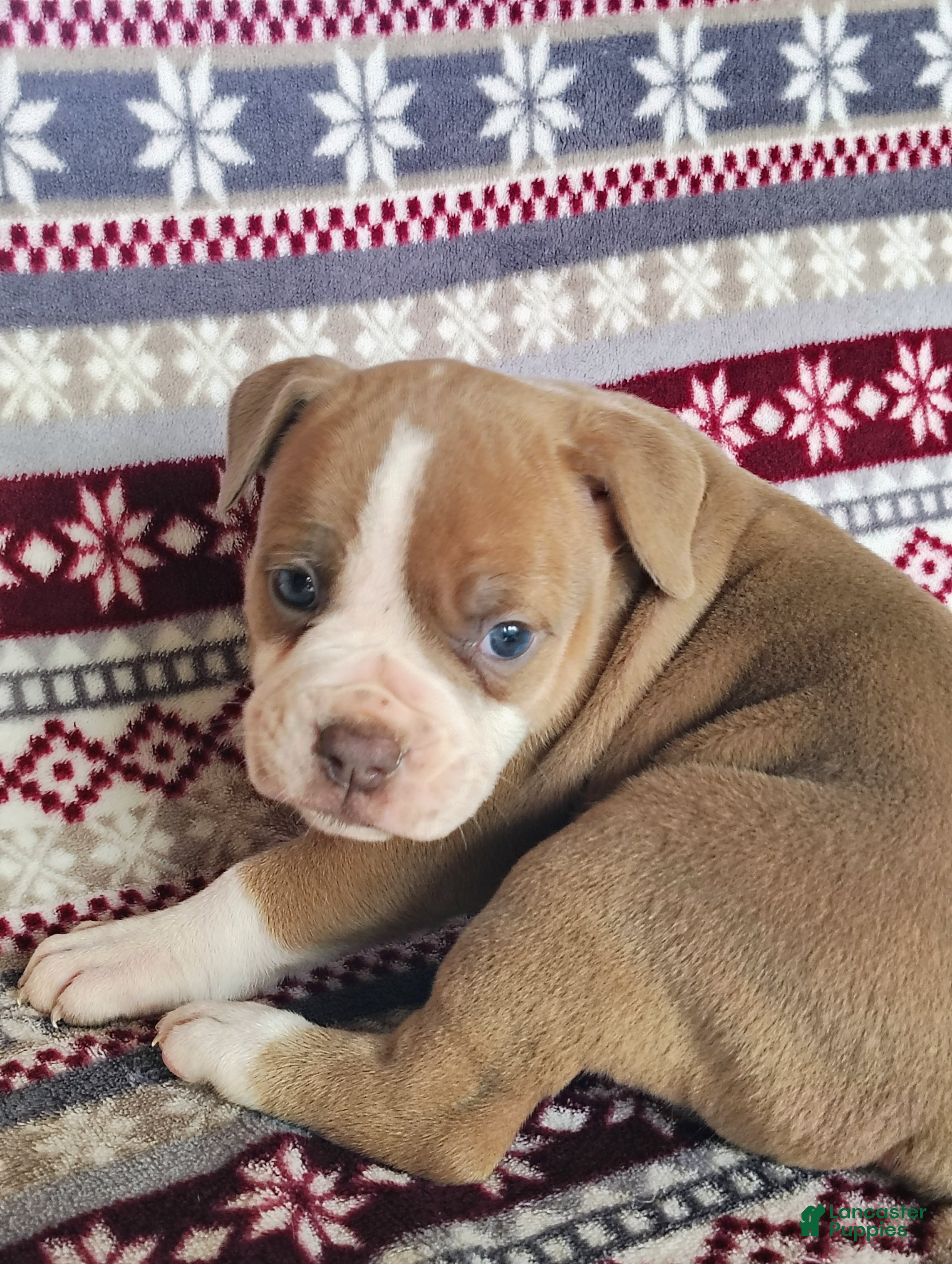 Olde English Bulldogge dogs Sophie - Ad 11