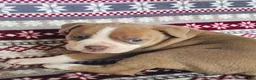 Olde English Bulldogge dogs for sale: Sophie - Ad 2