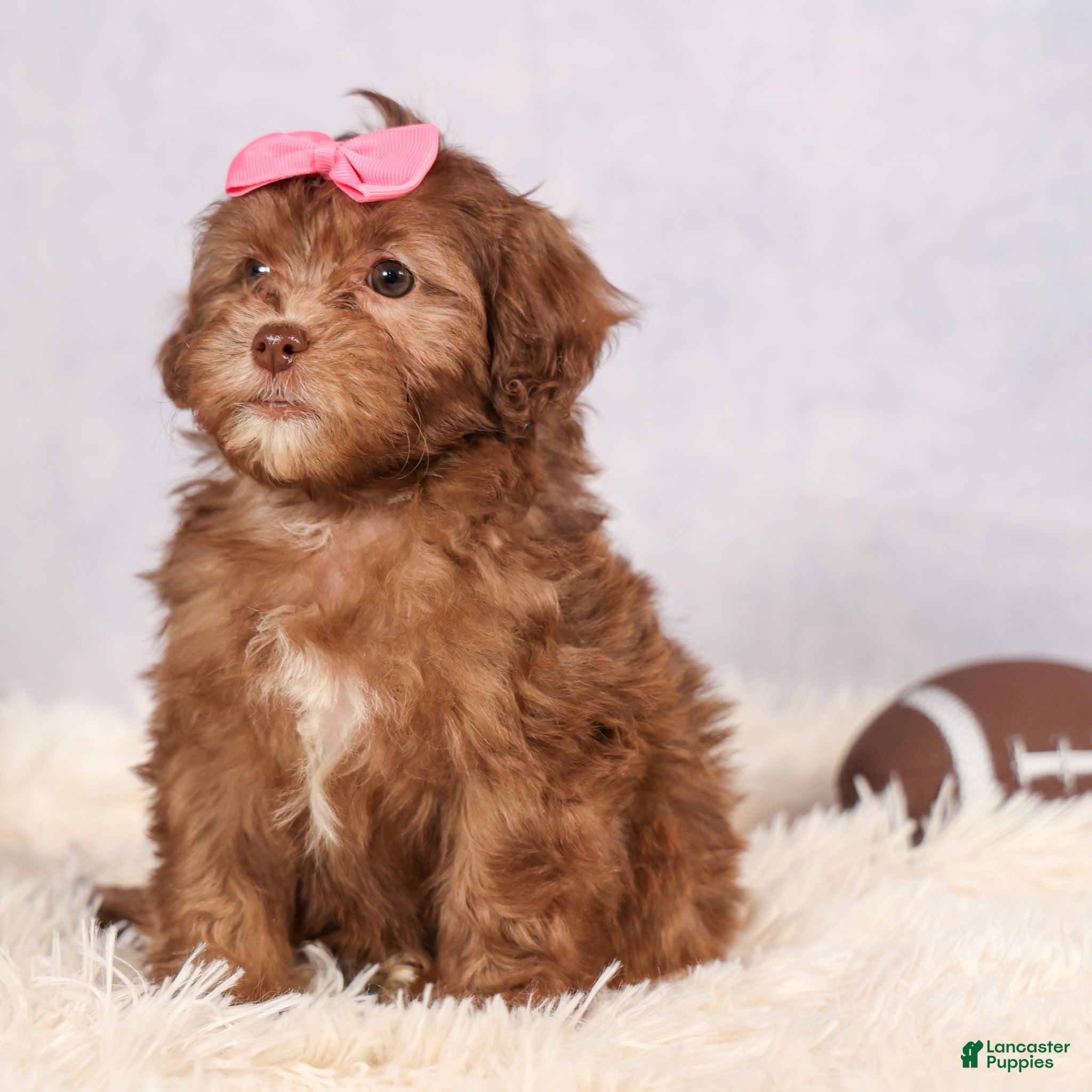 Curly Shih Tzu Puppies for sale Lancaster Puppies