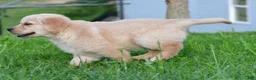 Golden Retriever dogs for sale: Diesel - Ad 11