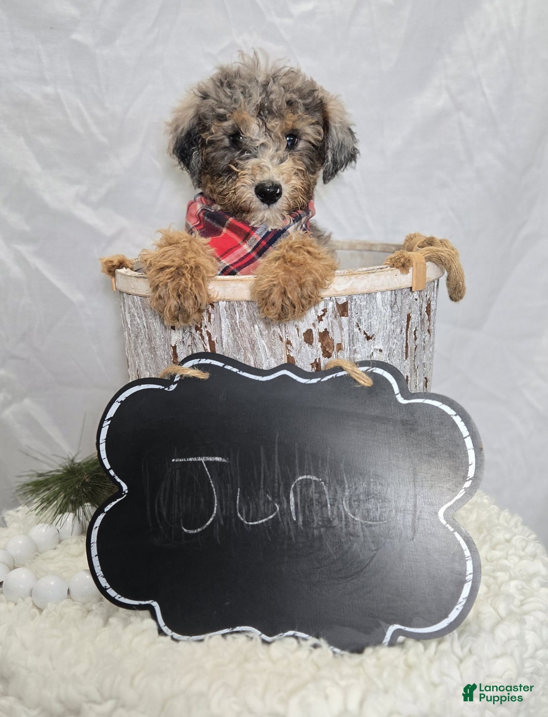Mini Sheepadoodle dogs for sale: Juno - Ad 4
