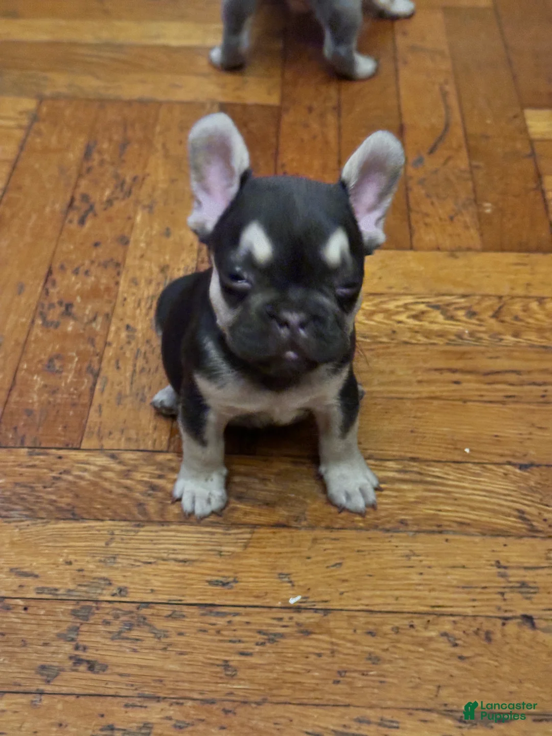 French Bulldog dogs for sale: Charlie brown  - Ad 2