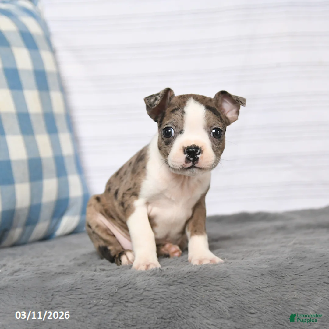 Boston Terrier dogs for sale: Reba - Ad 1