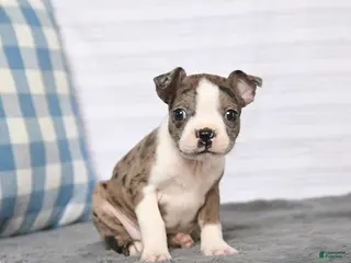 Boston Terrier dogs for sale: Reba - Ad 4
