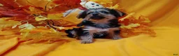 Yorkshire Terrier dogs for sale: Yorkshire Terrier 2 - Ad 4