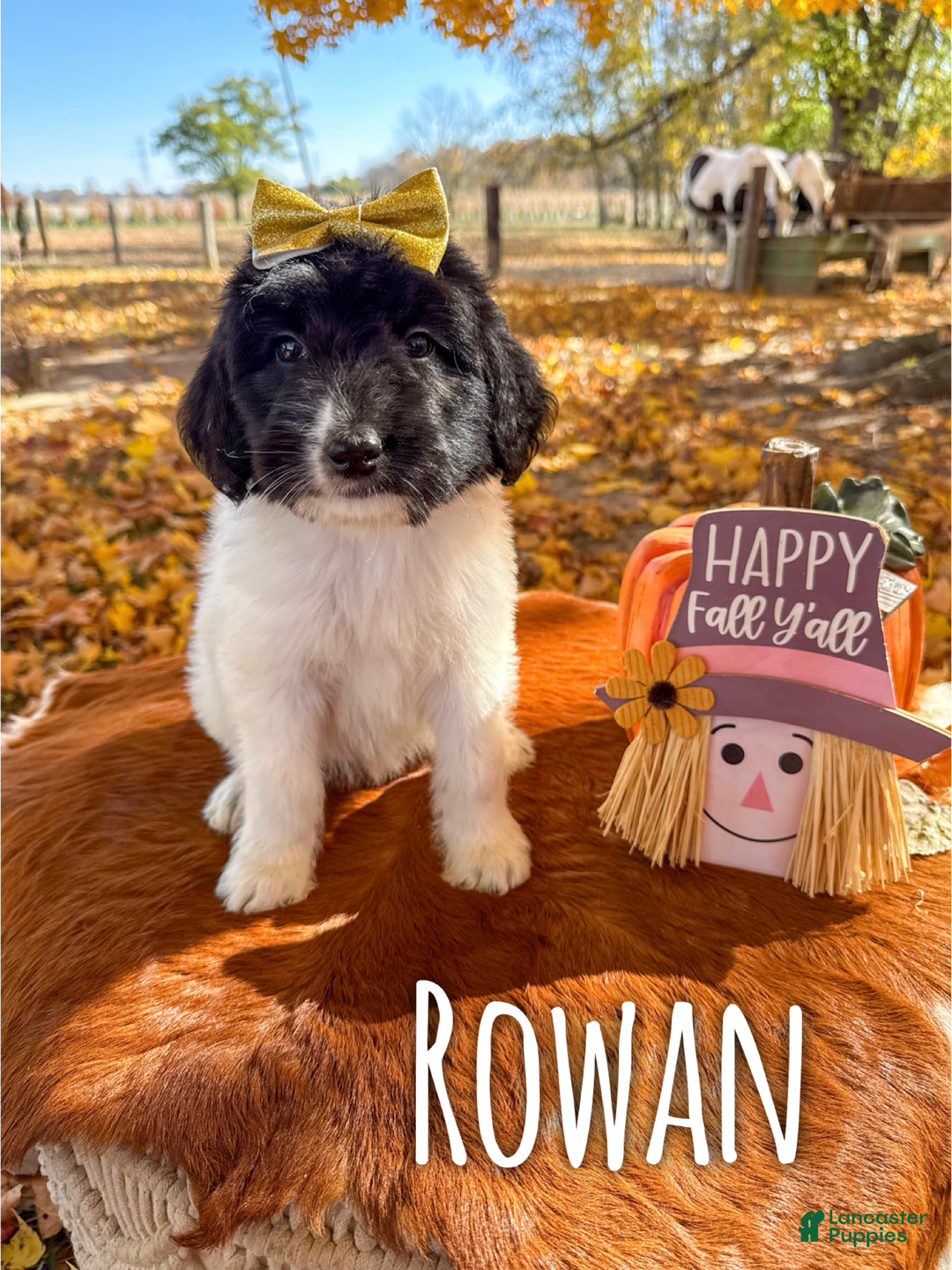 Saint Berdoodles dogs for sale: Rowan - Ad 2