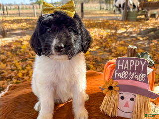 Saint Berdoodles dogs - Ad 42