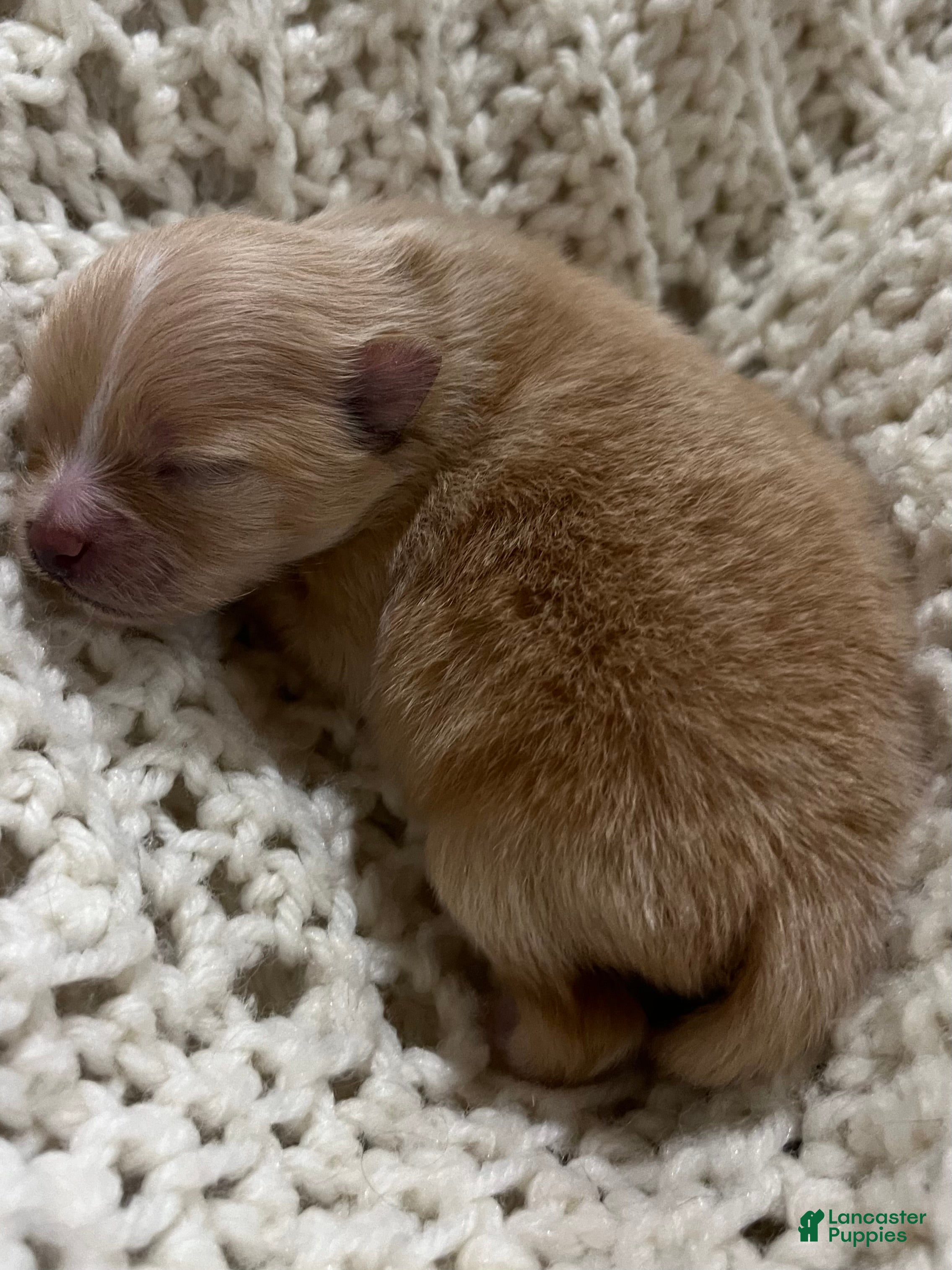 Pomeranian dogs Lola - Ad 5