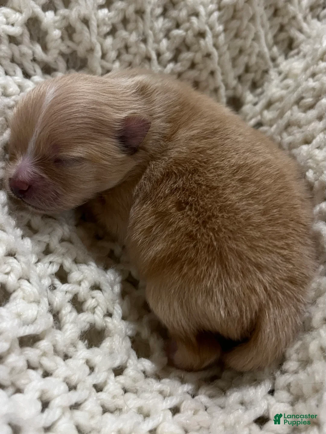 Pomeranian dogs for sale: Lola - Ad 1