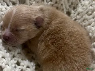 Pomeranian dogs for sale: Lola - Ad 3