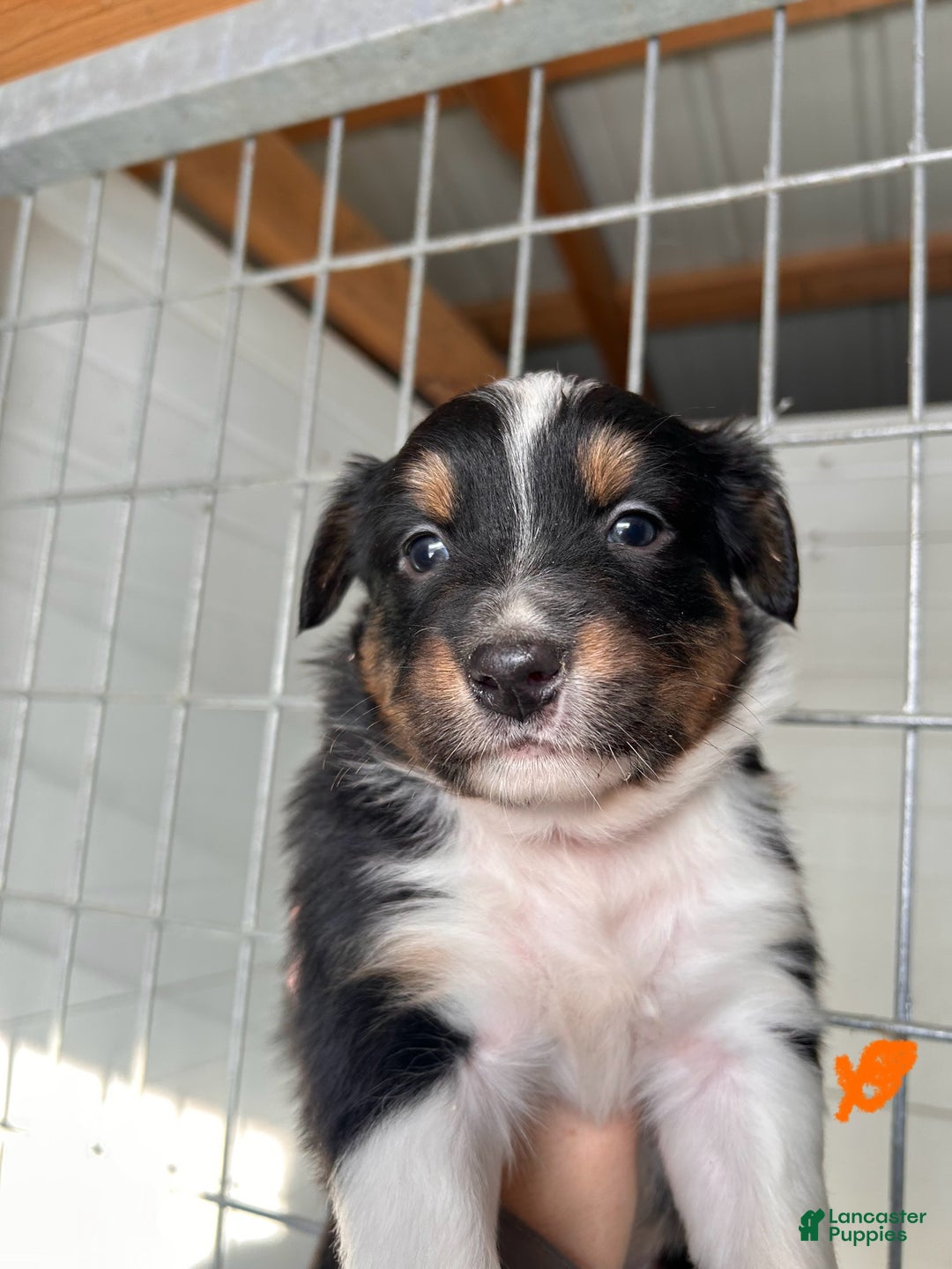 Australian Shepherd dogs for sale: Hank - Ad 7