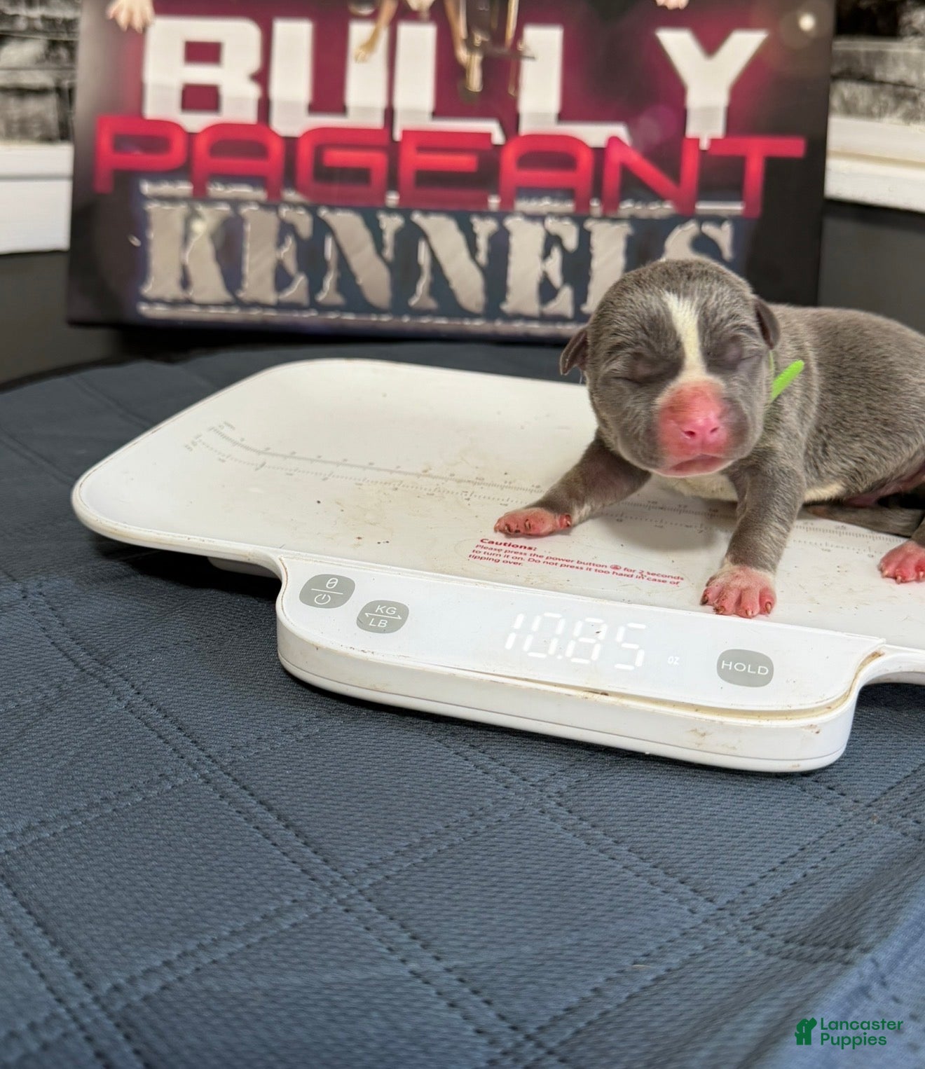 American Bully dogs Broly - Ad 1