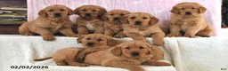 Golden Retriever dogs for sale: Canyon - Ad 3
