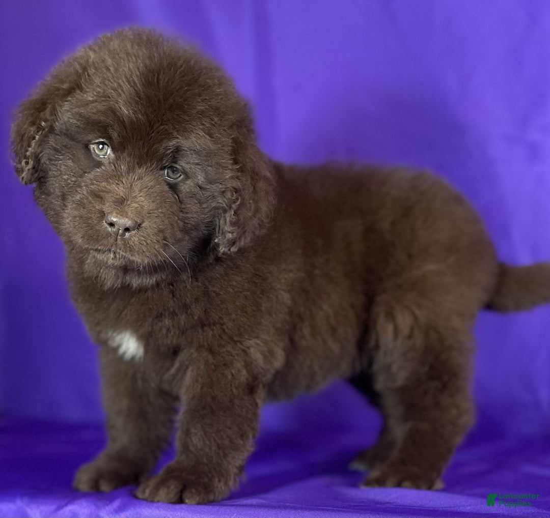 Newfoundland dogs for sale: Velvet - Ad 4