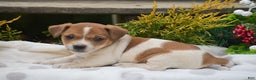 Jack Russell Terrier dogs for sale: Pinto - Ad 2