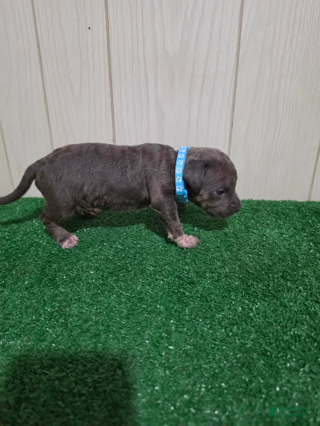 American Bully dogs for sale: American Bully XL Puppy 4 (Light Blue Collar) - Ad 2