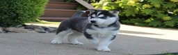 Siberian Husky dogs for sale: Willow - Ad 7