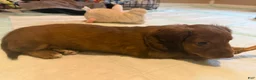 Dachshund dogs for sale: Dolly - Ad 4