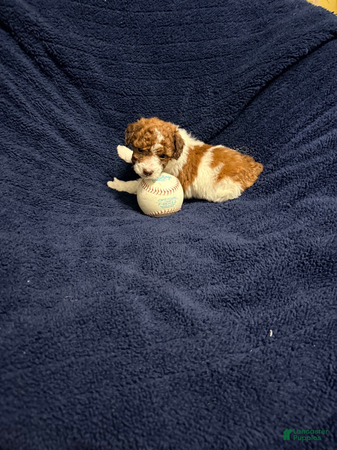 Pomapoo dogs for sale: Benji - Ad 3