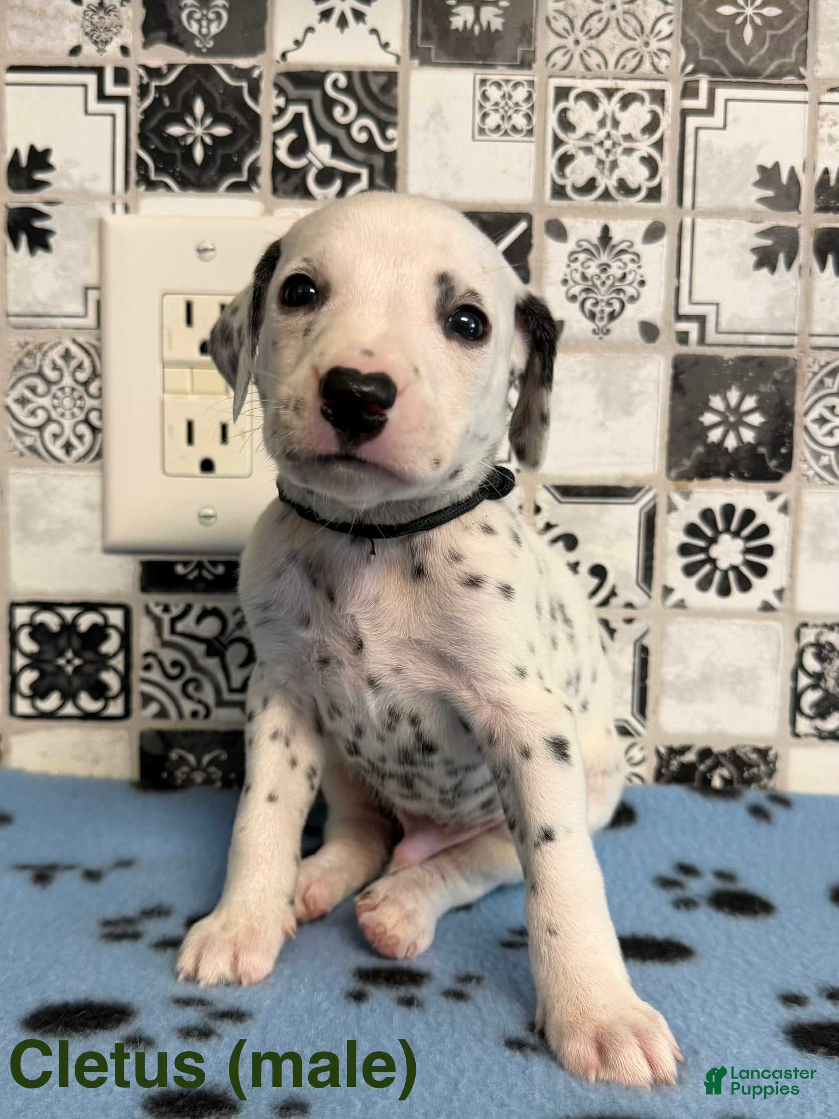 Dalmatian dogs Cletus - Ad 2