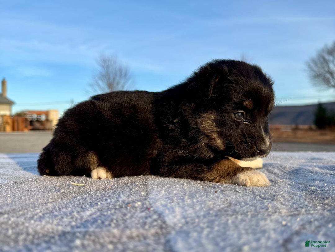 Miniature Australian Shepherd dogs for sale: Nova - Ad 2