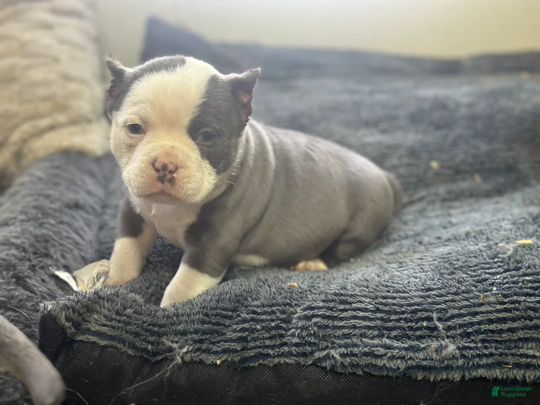 American Bully dogs for sale: American Bully Puppy 1 - Ad 5