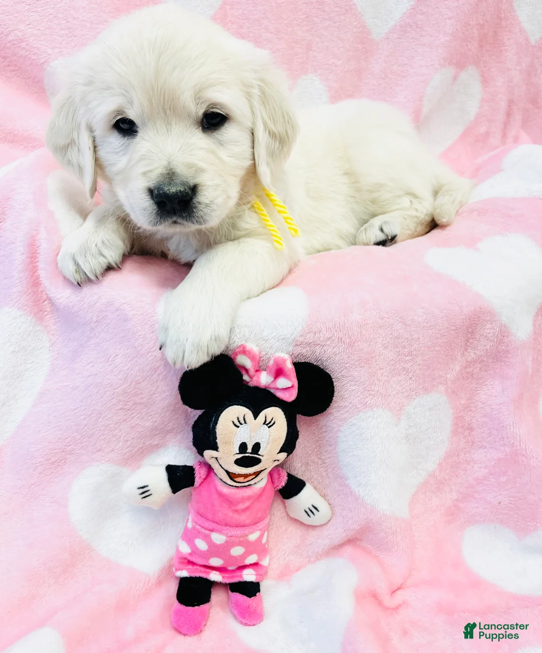 Golden Retriever dogs for sale: Golden Retriever Puppy 5 - Ad 1