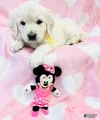 Golden Retriever Puppy 5