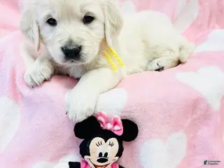 Golden Retriever dogs Golden Retriever Puppy 5 - Ad 25